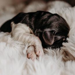 Newfoundland Puppies from Kinson Ridge Giants