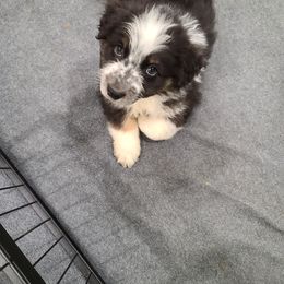 Australian Shepherd Puppies from Whitfarm Aussies