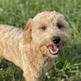 Goldendoodle puppies from That’s My Puppy