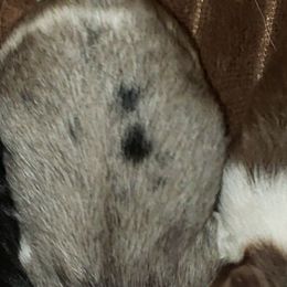 Seraphina - Blue merle female Pomeranian puppy in Weatherford, Texas from Jeweled Poms