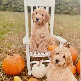 Aussiedoodle and Goldendoodle Puppies from Ford Family Kennels