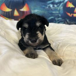 Black and Silver - Black and silver male Miniature Schnauzer puppy in Clover, South Carolina from Bobo’s Babies Kennels