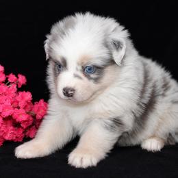 Aurora - Dilute blue female Australian Shepherd puppy in Colorado Springs, Colorado from Storm and Sage Australian Shepherds