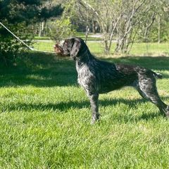 German Wirehaired Pointer All Grown Up from Humdinger Kennel