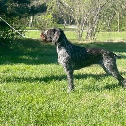 German Wirehaired Pointer All Grown Up from Humdinger Kennel