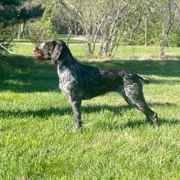 German Wirehaired Pointer All Grown Up from Humdinger Kennel