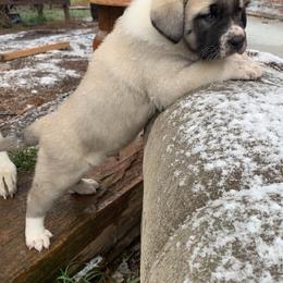 Anatolian Shepherd Dog Puppies from T&S Anatolians