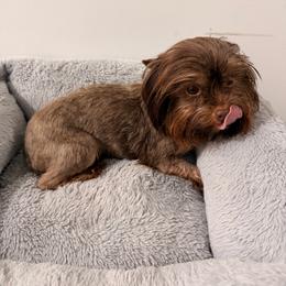 Biscotti - Chocolate and tan female Yorkshire Terrier puppy in Georgia from Nalley Kennels