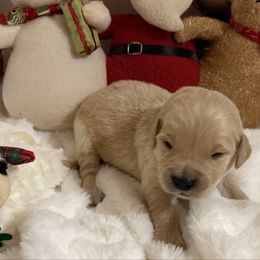 Bear - Golden male Golden Retriever puppy in Seville, Ohio from Retriever Ranch