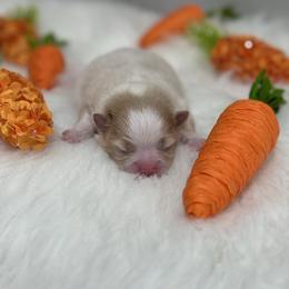 Daisy - Cream parti female Pomeranian puppy in Stockton, California from lunas_poms