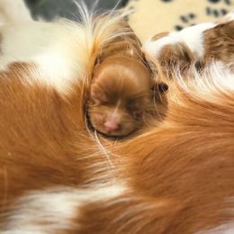 Cavalier King Charles Spaniel and Old Time Scotch Collie Puppies from Pleasant Meadows