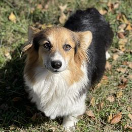 Darlene - Pembroke Welsh Corgi