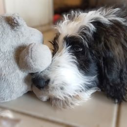 Azalea - Tri-color Bernedoodle puppy in Mesa, Arizona from Cookies and Cream Doodles