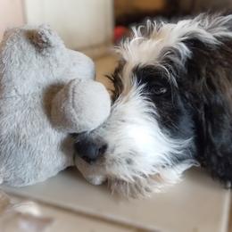 Azalea - Tri-color Bernedoodle puppy in Mesa, Arizona from Cookies and Cream Doodles