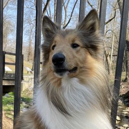 Collies, Companion Crosses, and Golden Retrievers from Dolly and Apollo’s Gollies