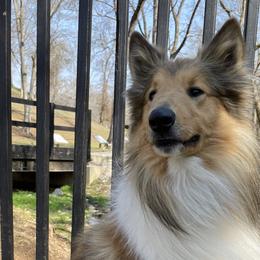 Collies, Companion Crosses, and Golden Retrievers from Dolly and Apollo’s Gollies