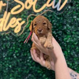 Woody - Red  male Goldendoodle puppy in Moreno Valley, California from Rainbow SoCal Doodles