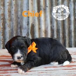 Chief - Tri-color male Bernedoodle puppy in Heyworth, Illinois from Cobble Creek Puppies
