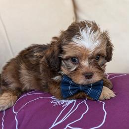 Dior - Merle male Shihpoo puppy in Delphos, Ohio from Route 66 Puppies