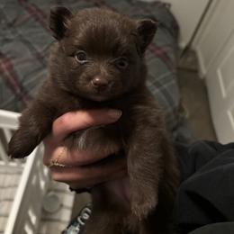 Pomeranian Puppies from Rocky Mountain Pomeranians