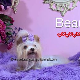 Beau - Yorkshire Terrier