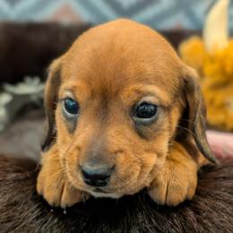 Girl born 4th - Sable female Dachshund puppy in Palm Coast, Florida from The McWhirt Dachshunds