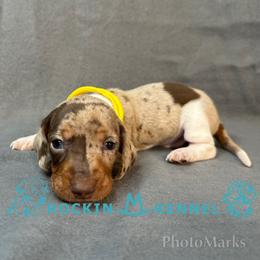 Yellow - Chocolate and tan male Dachshund puppy in George West, Texas from Rockin M Kennel