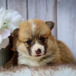 Brown collar - Red male Pembroke Welsh Corgi puppy in Caliente, California from Rafter Cross 7