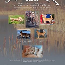 Golden Retriever Puppies from Cashmere Golden Retrievers