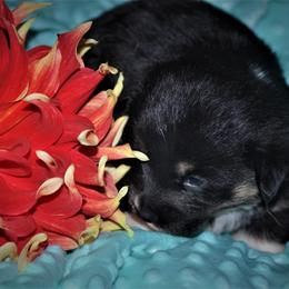 Pembroke Welsh Corgi Puppies from Larrchelle's Corgi's