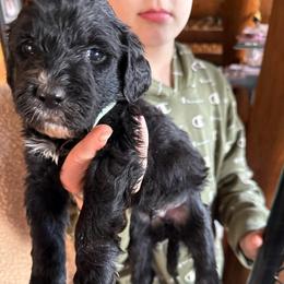 Buster - Black and white male Sheepadoodle puppy in Eleva, Wisconsin from Molly’s Doodles