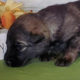 Boy 2 - male Shiloh Shepherd puppy in Caneadea, New York from Strauss Haus Shepherds