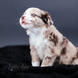 Australian Shepherd, Miniature American Shepherd, Miniature Australian Shepherd, and Toy Australian Shepherd Puppies from Painted Blue Aussies