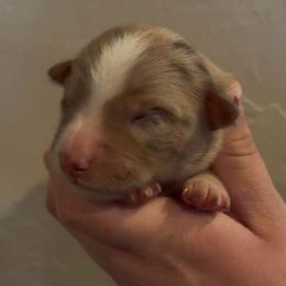 Oats - Red merle female Border Collie puppy in North Lakeport, California from Wild Rose Ranch