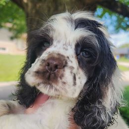 AKC Joker - Brown and white male Cocker Spaniel puppy in Morristown, Tennessee from Down in the Holler