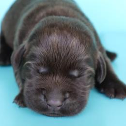 Snap - Chocolate male Labrador Retriever puppy in Camden, Indiana from Camden's Caring Canines