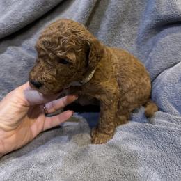 H25 Male Gray Collar - Red  male Goldendoodle puppy in Cape Coral, Florida from GoldenDoodles Cape Coral