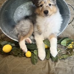 Ariel - Blue merle female Collie puppy in Chilhowie, Virginia from Jolly Collies & Kingdom Elite Yorkshire Terriers