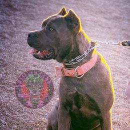 Banshee - Cane Corso