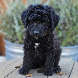 Double Doodle, Goldendoodle, and Labradoodle Puppies from The Doodle Ranch-California