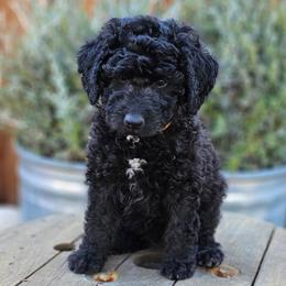 Double Doodle, Goldendoodle, and Labradoodle Puppies from The Doodle Ranch-California