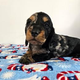 Black and tan dapple male - Dapple male Dachshund puppy in Belle Rive, Illinois from Akin's Miniature Dachshunds, LLC