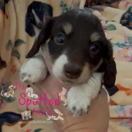 Larger pie gal - Chocolate and cream female Dachshund puppy in Mt. Pleasant, Texas from The Spotted Doxie
