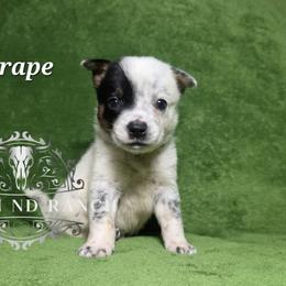 Grape - Blue male Australian Cattle Dog puppy in Silsbee, Texas from Rockin ND Ranch