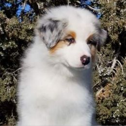 Australian Shepherd Puppies from HHK (Hot House Kennel)
