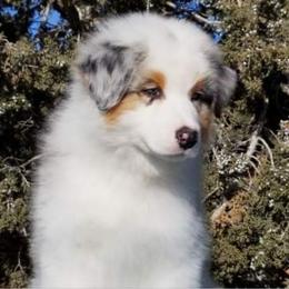 Australian Shepherd Puppies from HHK (Hot House Kennel)