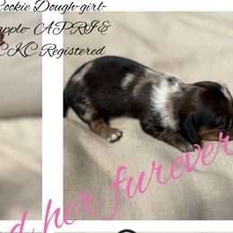 Dachshunds from Gest House Puppies