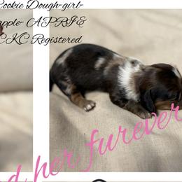 Dachshunds from Gest House Puppies