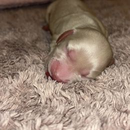 Dachshund Puppies from Whitesboro Dachshund