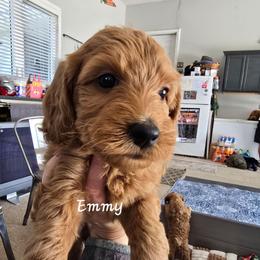 Emerald (Emmy) - Red  female Goldendoodle puppy in Red Oak, Iowa from Fisher Pups-Stay Golden with a Doodle